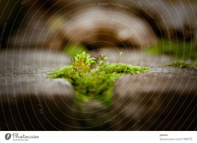 Irisch Moos Außenaufnahme Boden authentisch Eukaryot feucht weich Frieden Fuge grün herbstlich Herbst Blatt fantastisch Mauer mystisch Natur Pflanze ruhig schön
