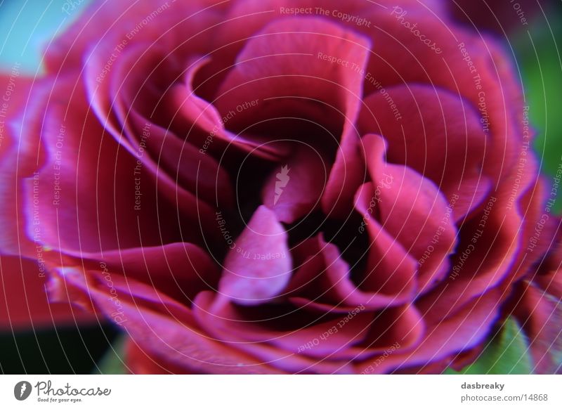 Blume Macro Rose rot Makroaufnahme Detailaufnahme Nahaufnahme Farbe