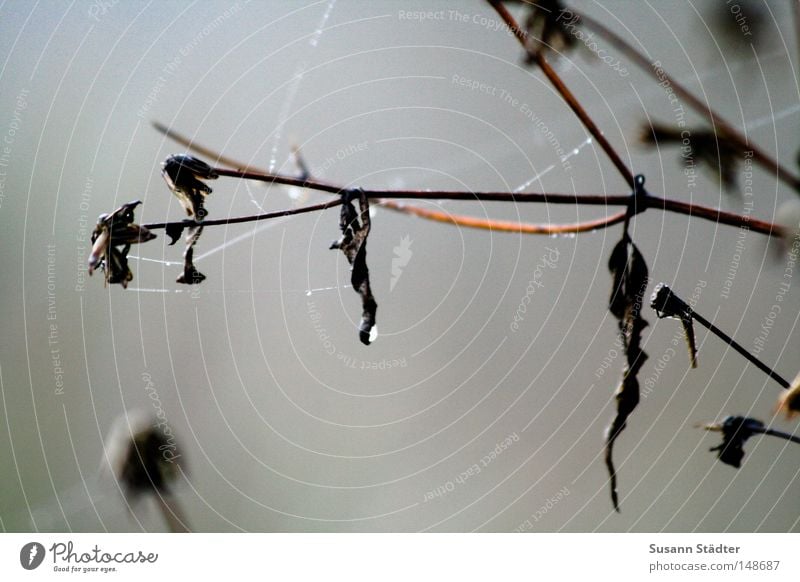 aus-Herbst-wird-Winter kalt Ast Wassertropfen Tropfen Tau frieren Eis gammeln Spinngewebe Spinnennetz Spinnenbeine Beine Nebel Perspektive Einschränkung