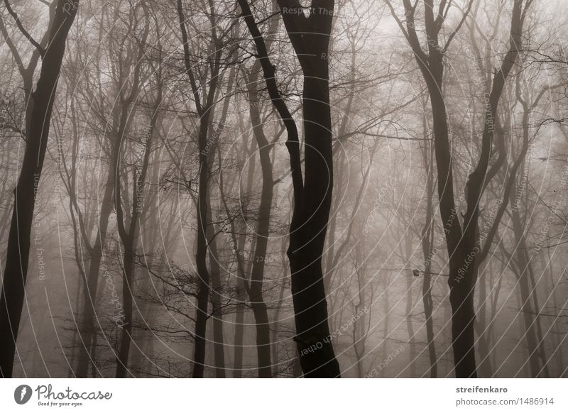 Baumstämme im Nebel Umwelt Natur Landschaft Pflanze Herbst Winter Sträucher Wald bedrohlich dunkel gruselig braun grau Gefühle Stimmung Traurigkeit Trauer