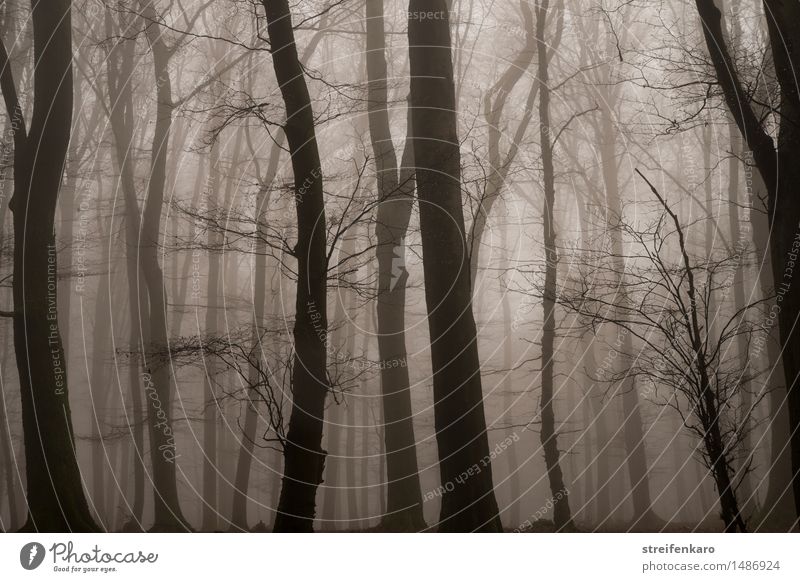 Baumstämme im Nebel Umwelt Natur Landschaft Pflanze Herbst Winter Sträucher Wald bedrohlich dunkel gruselig kalt braun grau Gefühle Stimmung Traurigkeit Trauer