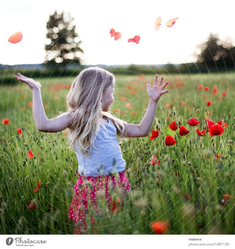 sommer im herzen Mensch feminin androgyn Kind Mädchen Kindheit 1 3-8 Jahre Natur Sonnenlicht Sommer Schönes Wetter Pflanze Blume Mohn Mohnfeld Feld Erholung