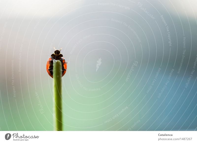 Zum Abflug bereit; Marienkäfer auf Grashalmspitze Natur Pflanze Tier Luft Stengel Wildtier Käfer Insekt 1 fliegen krabbeln ästhetisch blau grün rot schwarz