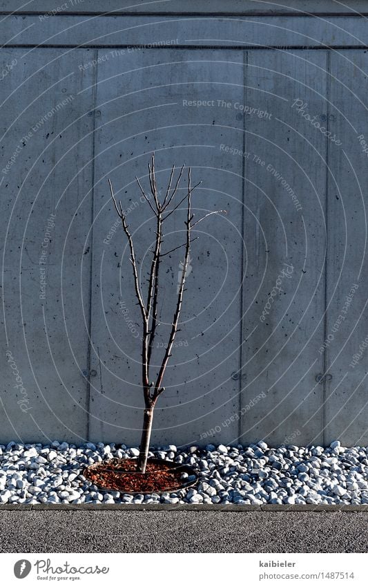 Lebensraum Natur Pflanze Baum Sträucher Garten Haus Einfamilienhaus Gebäude Mauer Wand Fassade Wachstum ästhetisch dunkel eckig hässlich kalt grau rot Symmetrie