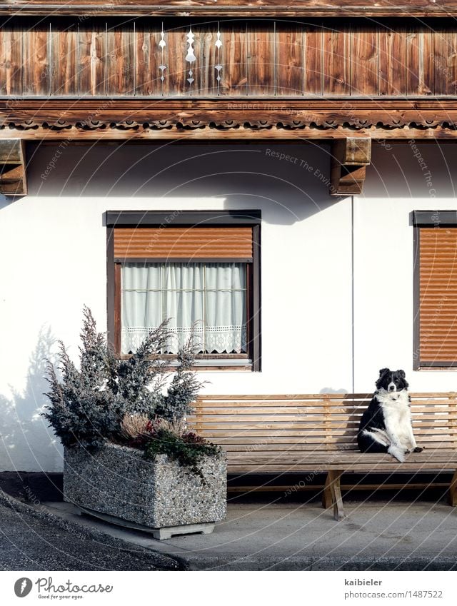 Watchdog Tourismus Pflanze Grünpflanze Haus Einfamilienhaus Fassade Balkon Fenster Tier Haustier Hund 1 beobachten genießen sitzen lustig braun grau weiß