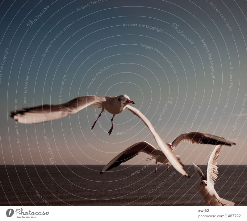 Zeit für Rebellen Umwelt Natur Landschaft Tier Wasser Wolkenloser Himmel Horizont Klima Schönes Wetter Ostsee Wildtier Möwe 3 beobachten fliegen Kommunizieren