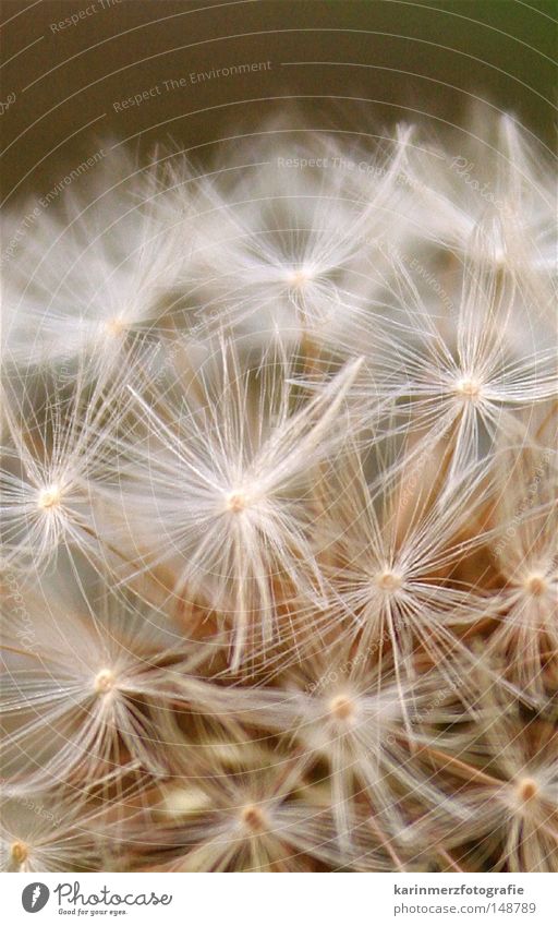 Sternenmeer Löwenzahn Blüte blasen leicht Wiese Pflanze Teppich glänzend weich zart Staubfäden Pollen Samen Luftverkehr Weide vor der Haustüre Bodenbelag Natur