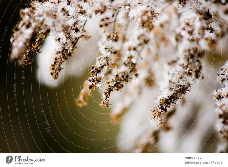 Flauschig weich grün Natur Wolle Dame Pflanze Makroaufnahme Blühend Fortpflanzung Zuckerwatte Hintergrundbild ruhig Frieden Kanadische Goldrute Zapfen stachelig