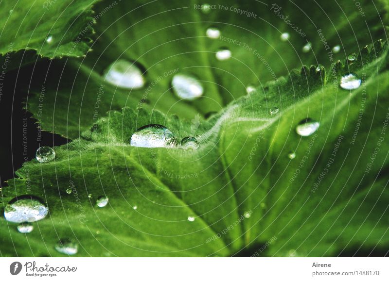 Regenschutz Urelemente Wasser Wassertropfen Frühling Wetter Pflanze Blatt Grünpflanze Frauenmantel Frauenmantelblatt glänzend frisch Gesundheit nass grün weiß