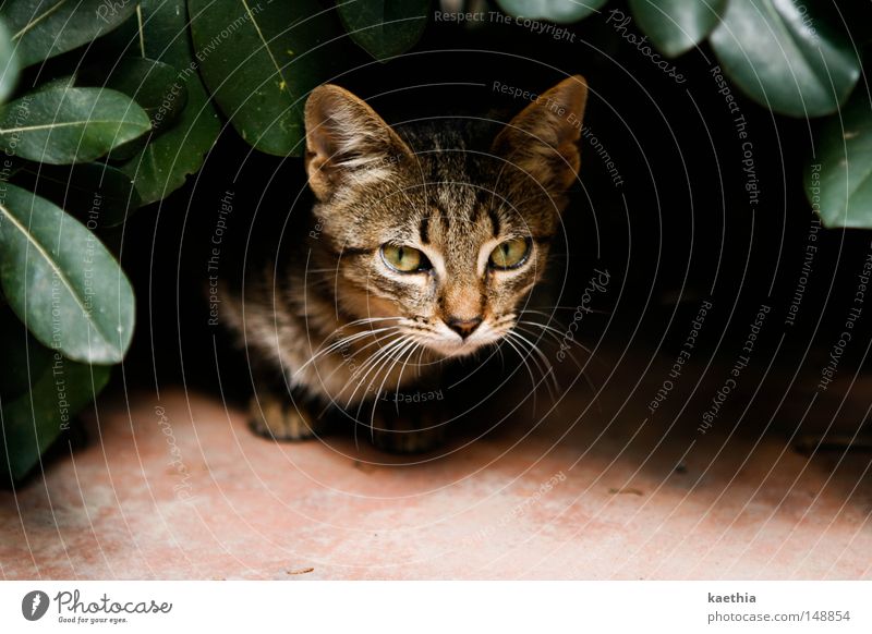 gefahr aus dem gebüsch! ruhig Natur Blatt Katze bedrohlich Säugetier Blick elegant Fell Kontrast Versteck Tiergesicht Pflanze ausgesetzt Spanien braun