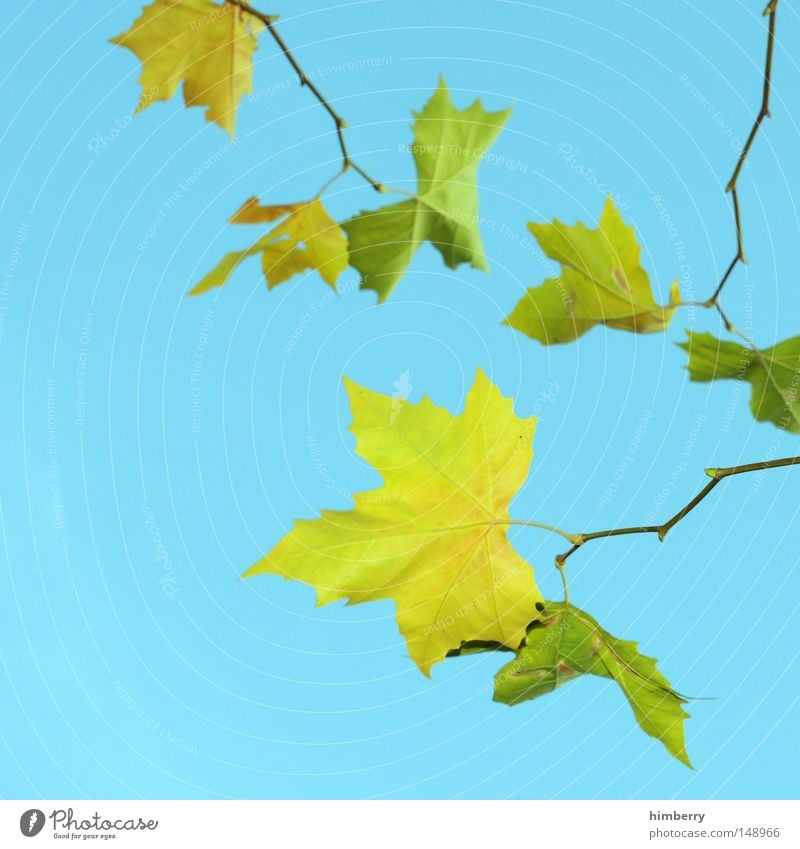 blattmatt Blatt Sommer Frühling Herbstlaub Baum gelb grün Natur Vergänglichkeit Strukturen & Formen Hintergrundbild Himmel Kitsch Farbe Makroaufnahme