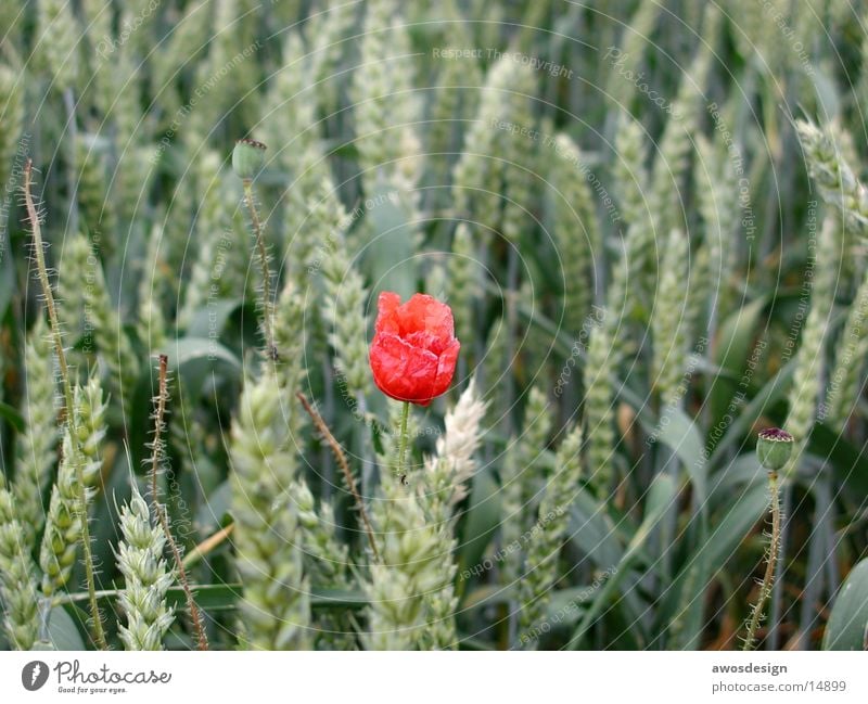 Mohnblume im Kornfeld Feld Blüte rot Weizen Ähren Sommer Getreide