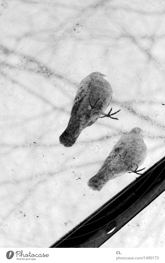 tauben Natur Herbst Winter Baum Fenster Tier Wildtier Vogel Taube Krallen 2 stehen dreckig Perspektive Schwarzweißfoto Außenaufnahme Menschenleer