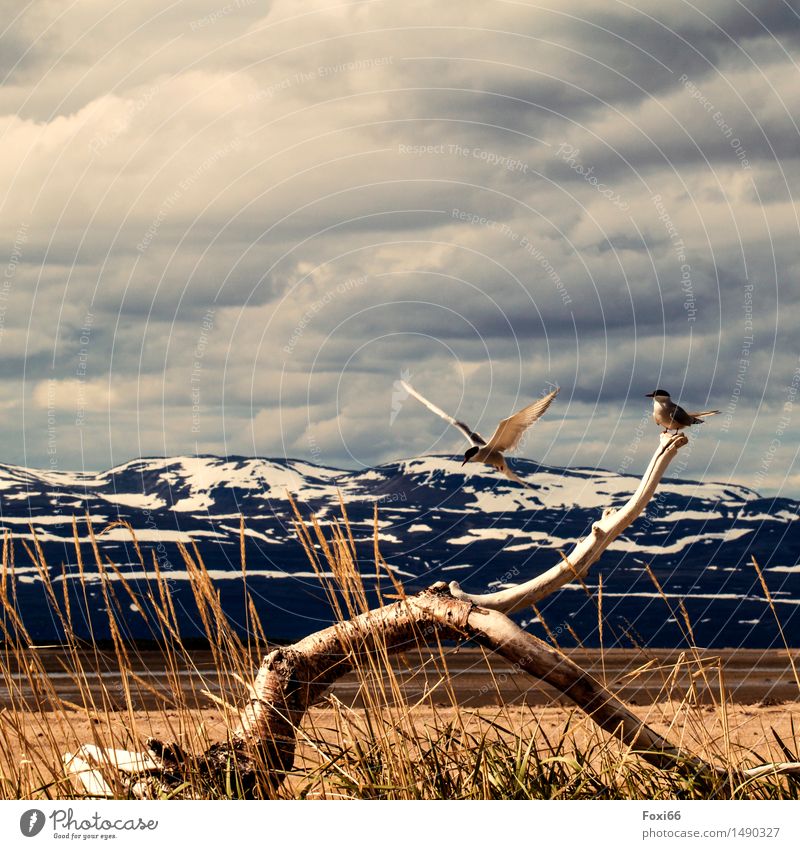 Anflug Abenteuer Ferne Freiheit Berge u. Gebirge wandern Pflanze Tier Wolken Sommer Klima Klimawandel Gras Wildpflanze Schneebedeckte Gipfel Fjord Norwegen Holz