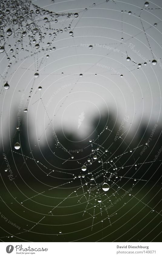 Tropfenwerk Spinne Spinnennetz Schnur gefangen Regen Nebel Wetter Meteorologie Wassertropfen Morgen Tau Hinterhalt Falle kleben Klebstoff Insekt Wiese Himmel