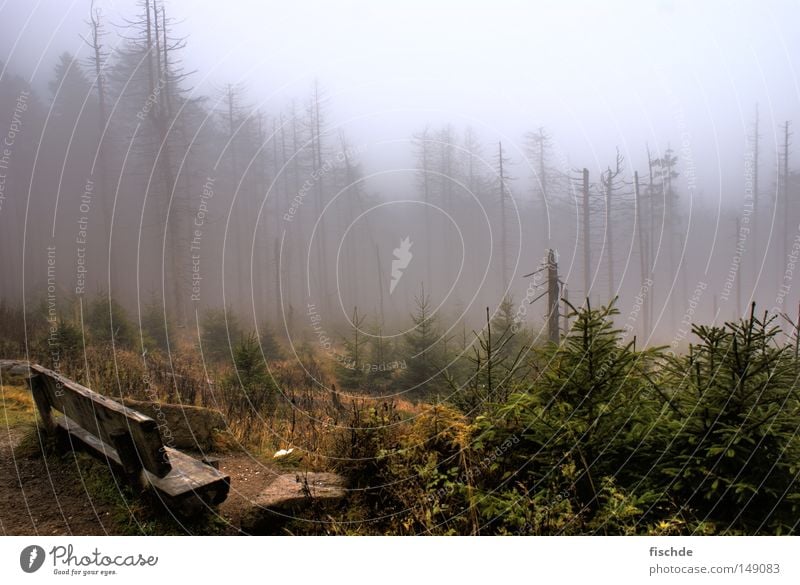 düstere aussichten Wald Blatt Nebel kalt Pause wandern Baum Nadelwald Fichte dunkel Aussicht Hügel Schuhe Wanderschuhe Holz Natur Bergsteigen Bank Bruchstück