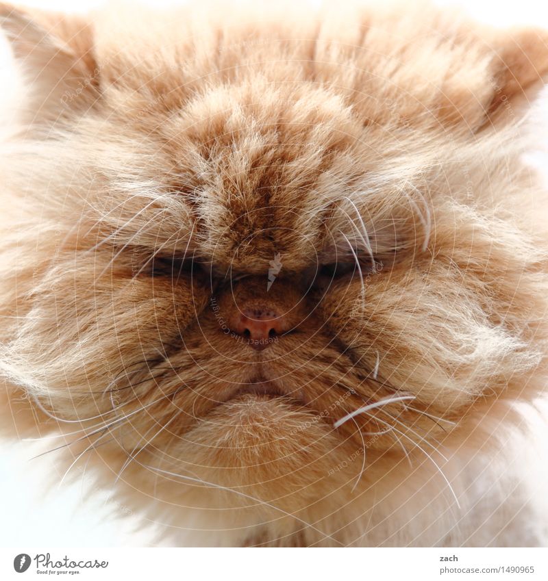 comic | Garfield Tier Haustier Katze Tiergesicht Fell 1 Fressen füttern Coolness hässlich kuschlig braun Trägheit bequem Völlerei gefräßig dick Fett Hauskatze