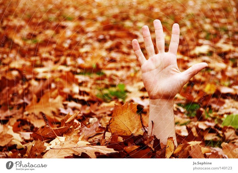 automne et les morts-vivants Hand Herbst winken gestikulieren verstecken Herbstlaub high five außergewöhnlich skurril Finger 5 Textfreiraum links Farbfoto
