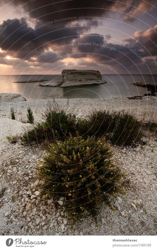 Mittelmeerküste Strand Stein Pflanze Meer Syrien Himmel Wolken Sonnenuntergang Asien Küste Sommer