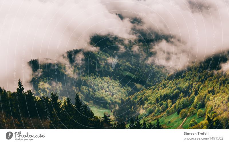 Schwarzwald 3 Abenteuer Ferne Freiheit Berge u. Gebirge Wolken Herbst Nebel Schlucht Tal Ferien & Urlaub & Reisen wandern Unendlichkeit wild braun gelb gold