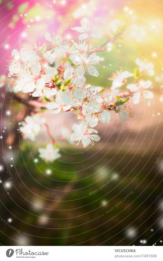 Frühling Natur Hintergrund mit Baum Blüten Lifestyle Design Leben Sommer Garten Pflanze Sonnenlicht Schönes Wetter Park rosa Hintergrundbild Frühlingsgefühle