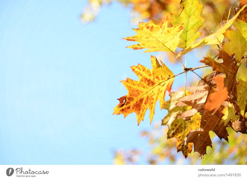 Herbstblatt Pflanze Luft Himmel Wolkenloser Himmel Sonne Schönes Wetter Baum Blatt Park alt Natur Farbfoto mehrfarbig Außenaufnahme Menschenleer