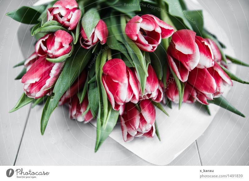 Blumenstrauß mit Tulpen Pflanze Duft Fröhlichkeit frisch rosa Sympathie Verliebtheit Romantik Freundschaft Frühling April Jahreszeiten Blüte Bündel Markt