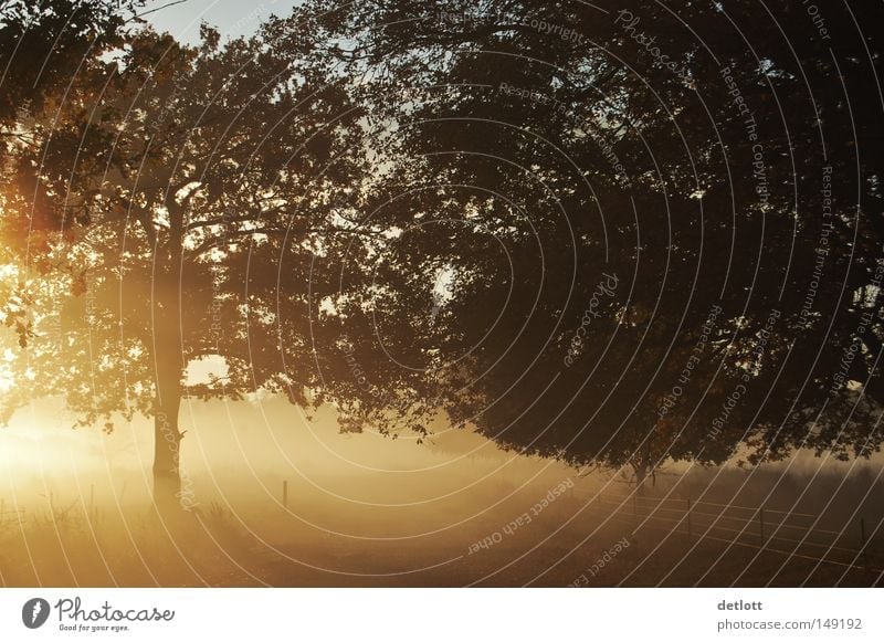 Morgenstund… Herbst Baum Sonne Sonnenaufgang Heide Oktober November Licht Nebel Natur Himmelskörper & Weltall wandern morgenstund gold Beleuchtung wahner heide