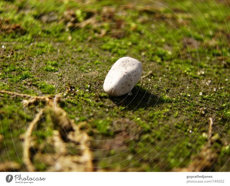 Stein Sommer Umwelt Natur Frühling Schönes Wetter Pflanze Moos schön Steinboden weiß hell rund Menschenleer Farbfoto 1 Außenaufnahme Nahaufnahme Makroaufnahme