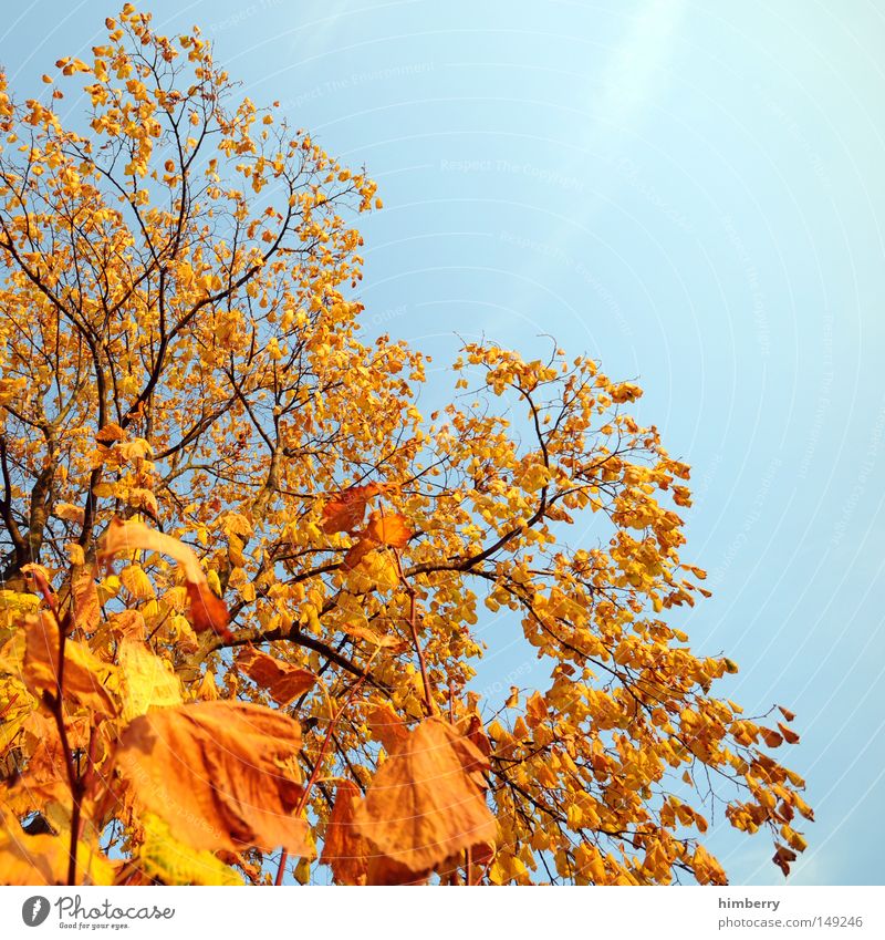 fire & ice Herbst Blatt Baum gold gelb grün Natur Strukturen & Formen Hintergrundbild Himmel Ausflug Kurzurlaub Abend Feierabend Heimat Park Abenddämmerung
