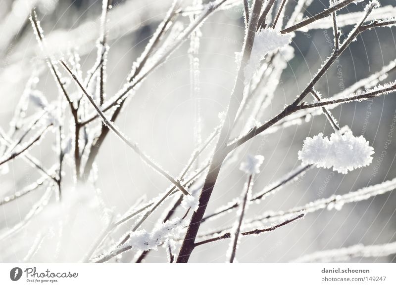 neue Weihnachtskarte 11 Winter Schnee Schwarzwald weiß Natur Himmel kalt Raureif Licht Schatten Wetter Meteorologie hell Hintergrundbild Ast Makroaufnahme