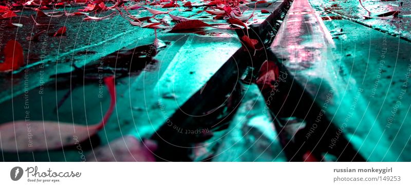 wegschreiten Blatt blau türkis rot Reflexion & Spiegelung Straßenbahn Linie Wegkreuzung gekreuzt Wasser Licht Wege & Pfade vorwärts Herbst herbstlich