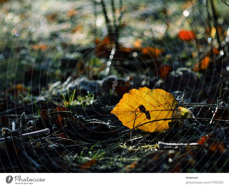 Novemberlicht Natur Erde Herbst Blatt Herbstlaub herbstlich Herbstfärbung schön gelb gold Vergänglichkeit Wandel & Veränderung Farbfoto Außenaufnahme Tag