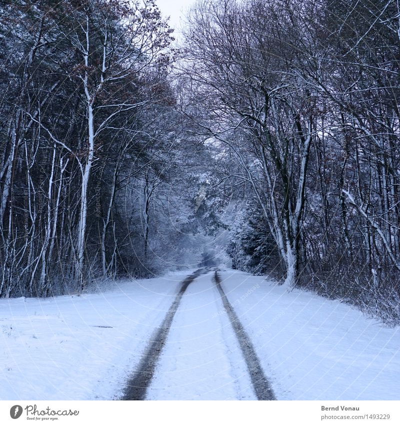 schnee im quadrat Umwelt Natur Landschaft Winter Klima Wetter schlechtes Wetter Eis Frost Schnee Baum Wald Verkehr Verkehrswege Autofahren Straße Wege & Pfade