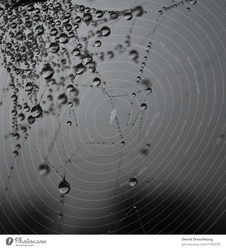 Tropfenversammlung Spinnennetz Schnur gefangen Regen Nebel Wetter Meteorologie Wassertropfen Morgen Tau Hinterhalt Falle kleben Klebstoff Insekt Wiese Himmel