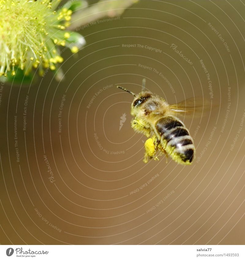 Zielstrebig Umwelt Natur Pflanze Tier Frühling Blüte Weidenkätzchen Wildtier Biene Flügel Honigbiene 1 Blühend Duft fliegen Gesundheit braun gelb fleißig