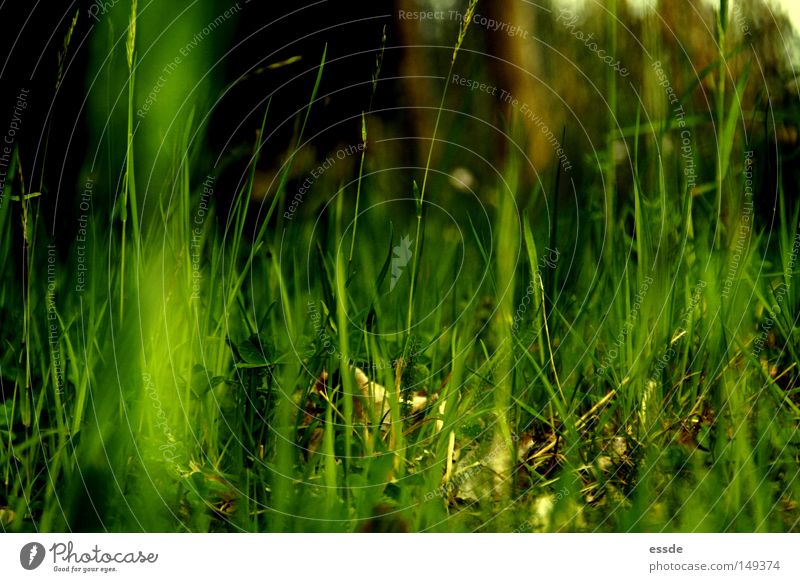 frisch, frech, grasgrün. Farbfoto Außenaufnahme Schatten Kontrast Schwache Tiefenschärfe ruhig Natur Pflanze Frühling Gras Moos Wiese groß klein natürlich wild