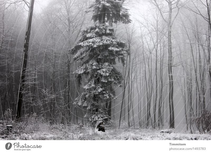 Merkwürden im Winterpelz... Natur Nebel Schnee Baum Wald stehen kalt grau weiß Einzelgänger Fichte Baumstamm kahl Farbfoto Gedeckte Farben Außenaufnahme