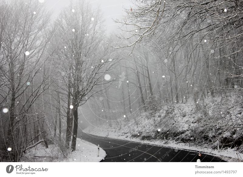 Unterwegs. Natur Winter Wetter Nebel Schneefall Wald Straße Kurve natürlich grau schwarz Ferien & Urlaub & Reisen Blatt Farbfoto Außenaufnahme Menschenleer Tag