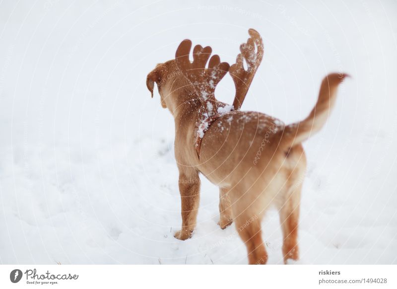 erster Schnee Winter Tier Haustier Hund 1 Tierjunges beobachten Blick träumen warten Neugier niedlich Lebensfreude Rentier Haarreif Farbfoto Außenaufnahme
