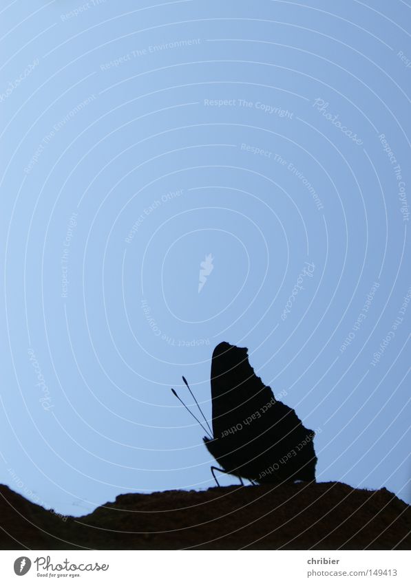 Für Dorit Schmetterling Flügel Gegenlicht mehrfarbig Kontrast Schatten Silhouette Fühler fliegen Pause Erholung blau schwarz Tier Luftverkehr chribier