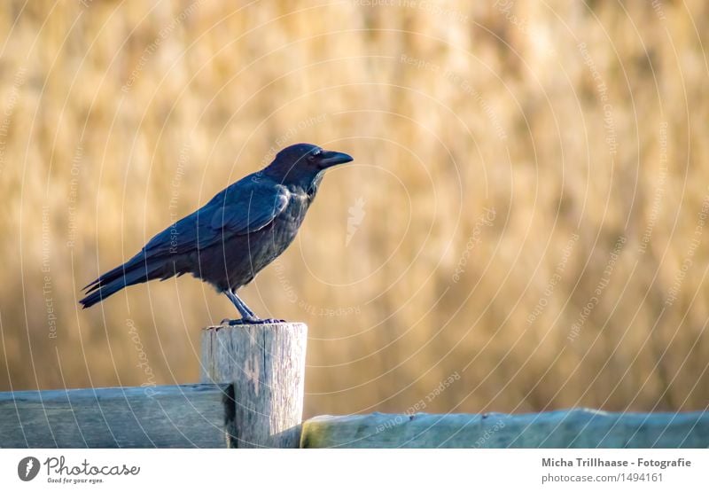 Kurze Rast Landwirtschaft Forstwirtschaft Umwelt Natur Tier Wildtier Vogel Flügel 1 Holz fliegen Blick sitzen warten Neugier schwarz Tierliebe Freiheit Leben