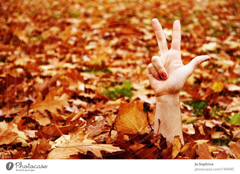 3-2-1, ich komme! Hand Herbst Blatt Kommunizieren trashig verrückt bizarr Zombie Herbstlaub Jahreszeiten verstecken außergewöhnlich skurril Finger zeigen