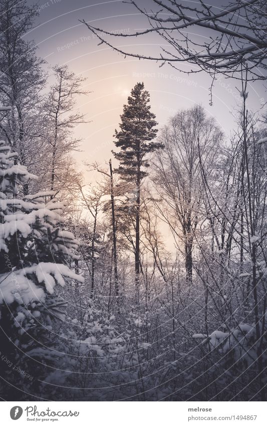 zart beleuchtet Natur Landschaft Sonne Winter Eis Frost Schnee Schneefall Baum Baumstamm Baumkrone Zweige u. Äste Wald Gegenlicht Lichtspiel Lichtschein
