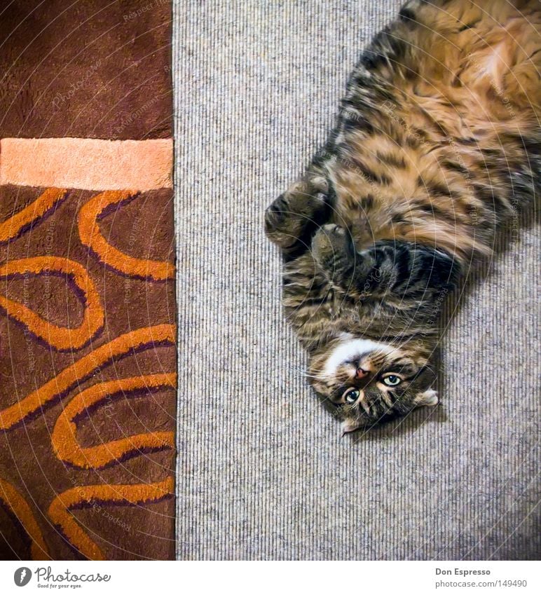 Tigerstyle Katze Hauskatze Teppich Boden Haustier Fell liegen Tier Tigerkatze weich kuschlig Kuscheln Pfote kratzen gemütlich Muster Schnurren niedlich süß