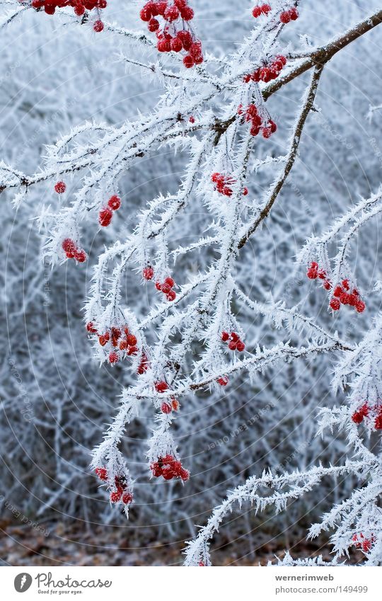 Eisige Schönheit Raureif Winter Kristallstrukturen Frucht Sträucher kalt ruhig Frost Eiskristall schön Schnee