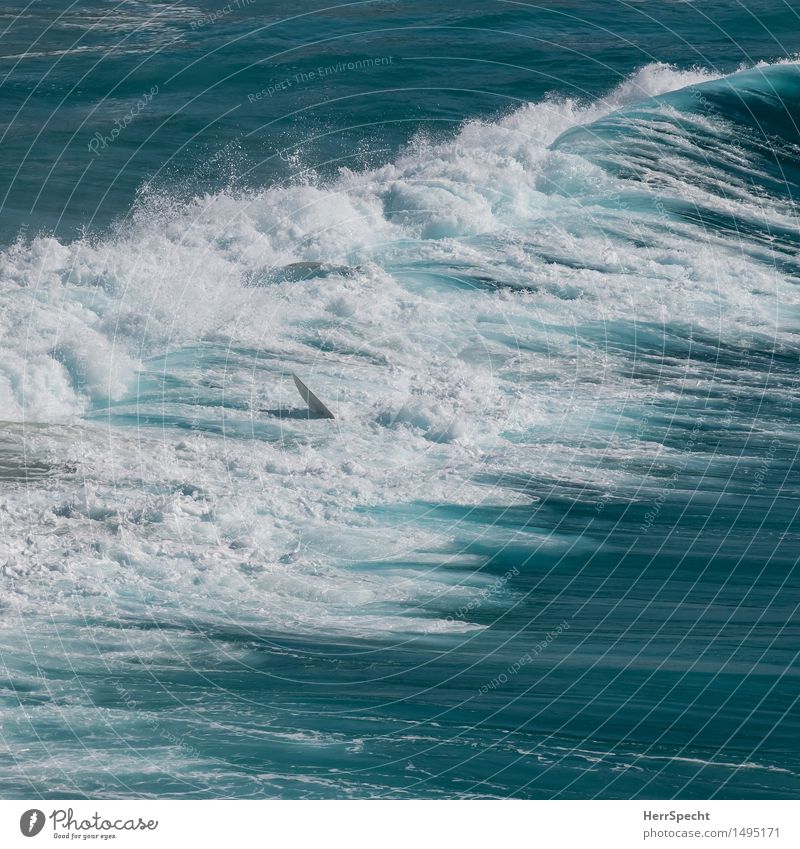 Kurz danach Ferien & Urlaub & Reisen Sommerurlaub Strand Meer Wellen Sport Sydney Stadtrand ästhetisch bedrohlich schön blau weiß Sturz Surfer Surfen Surfbrett