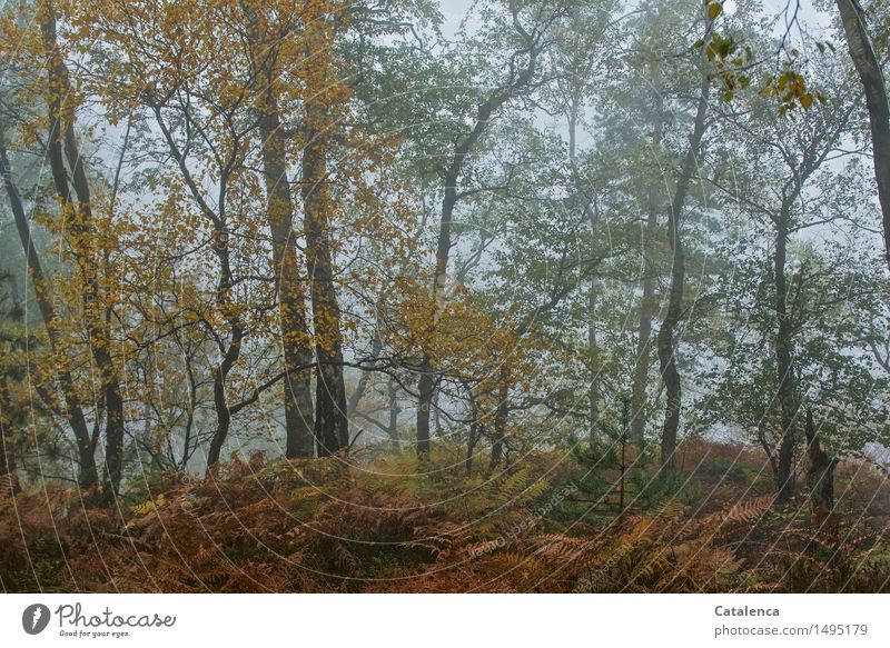 Bei Sauwetter im herbstlichen, nebeligen Wald Kur Ausflug wandern Umwelt Natur Landschaft Pflanze Wassertropfen Herbst Klima Klimawandel schlechtes Wetter Regen