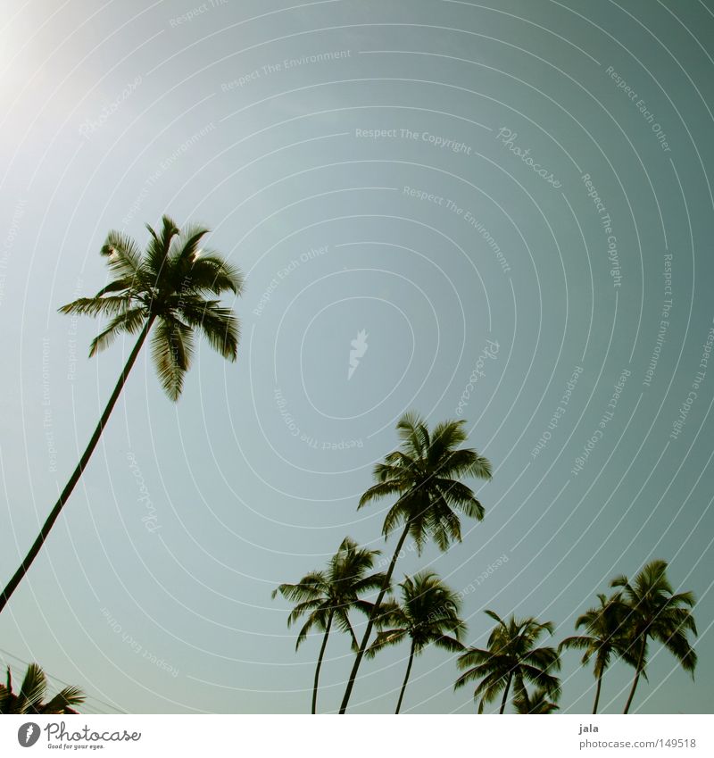 palm sky Palme Sommer Ferien & Urlaub & Reisen ruhig Frieden Reisefotografie Erholung Goa Landschaft Landschaftsformen Kraft Konzentration Indien blau hell