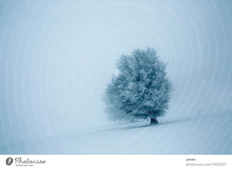 Durchhalten Natur Landschaft Winter Nebel Schnee Schneefall Baum Unendlichkeit hell schön blau grau schwarz Tapferkeit Kraft träumen Hoffnung kalt Farbfoto